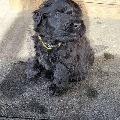 Previous puppy: Lotte