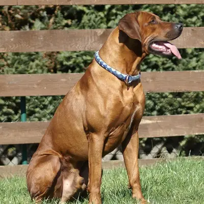 Rhodesian Ridgeback of Maputo, Niedersachsen
