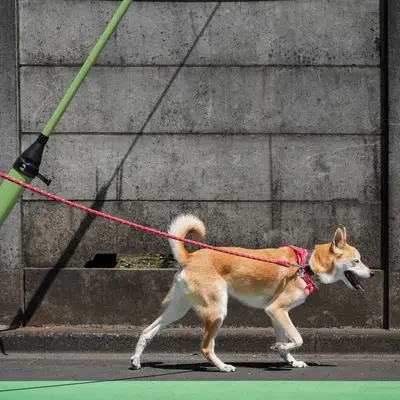 Pas de chiens pour les débutants : ces types de chiens sont exigeants
