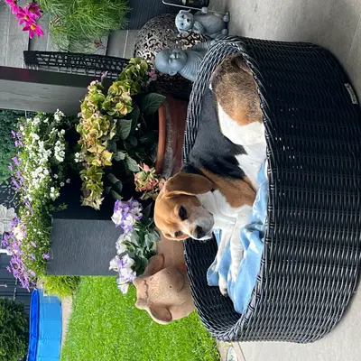 Adottare un Beagle dal canile: Consigli ed Esperienze