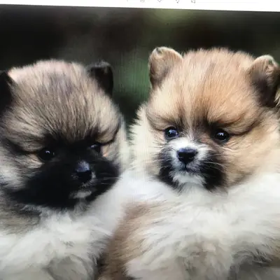 Gusti und Grisu