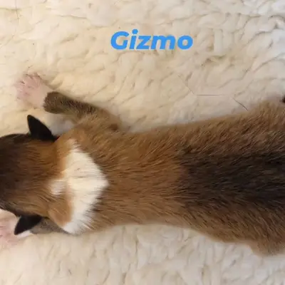 Gizmo von der Brettachwiese