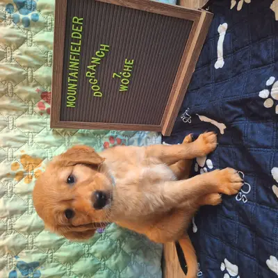 Anton von der Mountainfielder Dog-Ranch