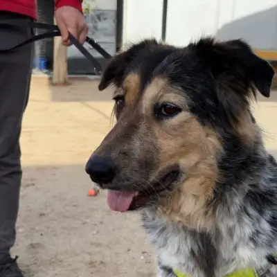 Emma, Pflegestelle in 47809 Krefeld