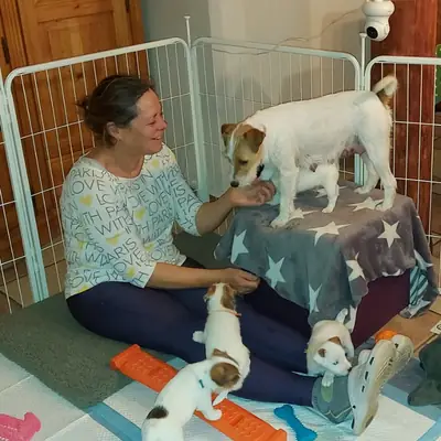 Parson Russell Terrier Zucht vom Belfinshof – Parson Russell Terrier Züchter, Mecklenburg-Vorpommern