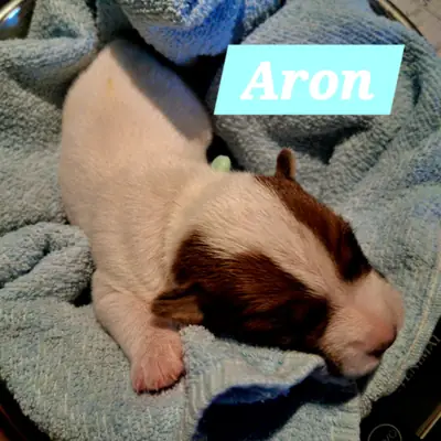 Aron