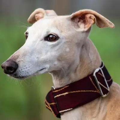 Sierra, Pflegestelle in 21717 Deinste