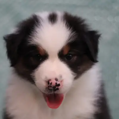 L.A. United Colors WHITE