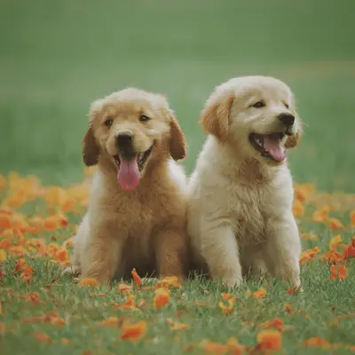 Le bonheur des chiots et les questions des débutants : ce que vous devez savoir au cours des premiers mois