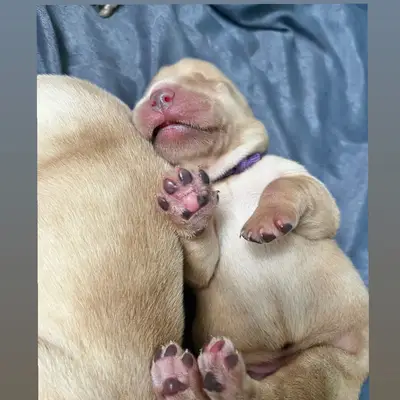 Dream of Ambers Donna