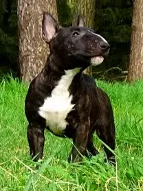Erik