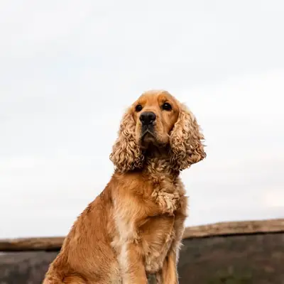 English Cocker Spaniel kaufen: Kosten, Züchter & Tipps [2026]