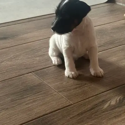 Karlo