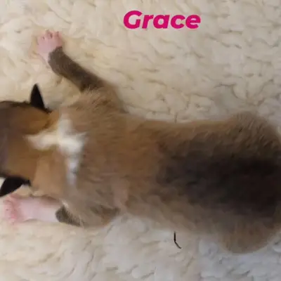 Grace von der Brettachwiese