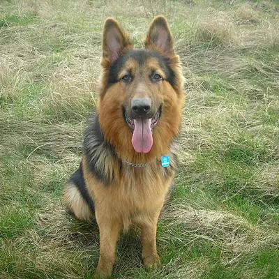 Altdeutscher Schäferhund kaufen: Kosten, Züchter & Tipps