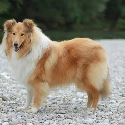 Sarah's Dream Shelties & Collies – Shetland Sheepdog Züchter, Bayern