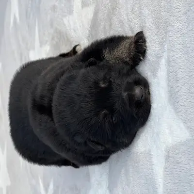 Hedwig