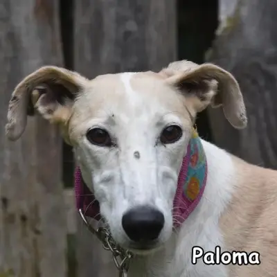 Paloma
