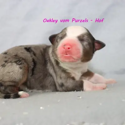 Oakley
