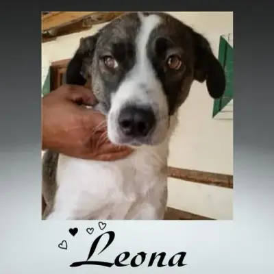 Leona