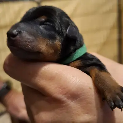 Zwergpinscher Puppy