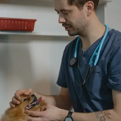 Assicurazione cane: guida e tutela per il tuo amico