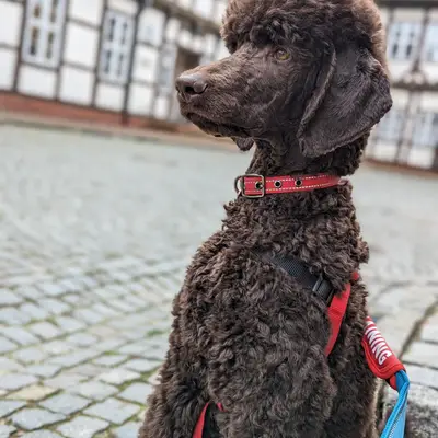 ChocoDoodle – Pudel Züchter, Niedersachsen