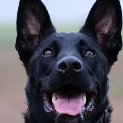How to Report Dog Neglect: Laws & Legal Steps