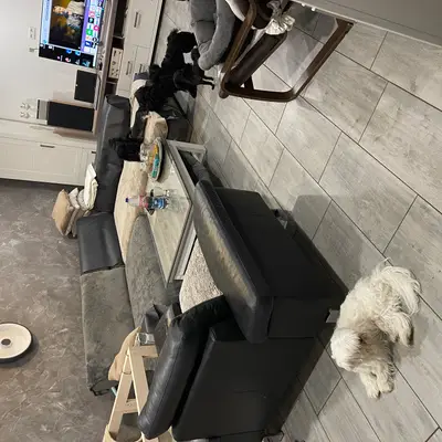 Maltipoo karakter & væsen: Passer racen til dig?