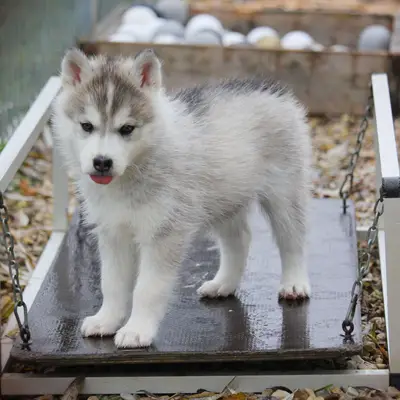 Siberian Husky vs Samojede: Hvilken hund passer til dig?