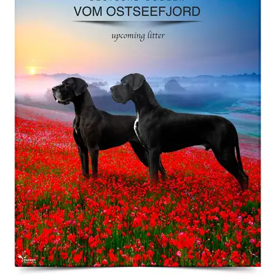 Deutsche Doggen vom Ostseefjord  cover