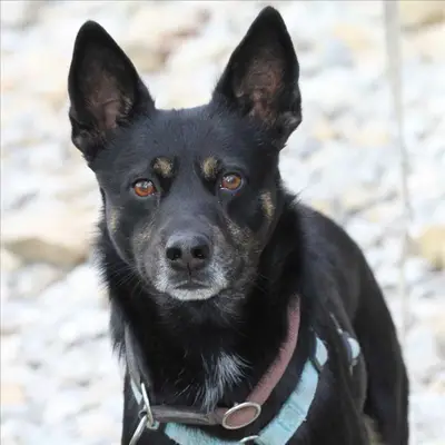 Allevamento Border Collie: come trovare allevatori seri