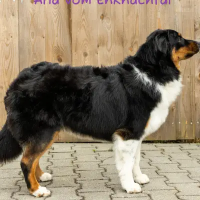 Aussis vom Enknachtal – Australian Shepherd Züchter, Upper Austria