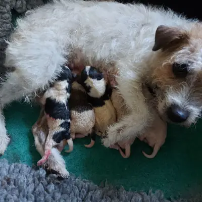 Von der Bayrischen Au – Parson Russell Terrier Züchter, Oberösterreich