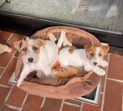 Jack Russel Terrier vom Hause Delissen cover