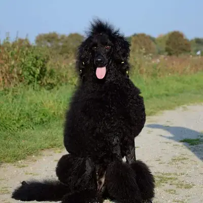 Caniche vs Goldendoodle: ¿Qué perro encaja contigo?