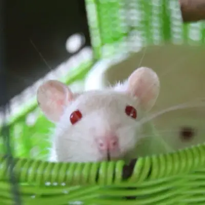 4 Ratten