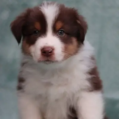 L.A. United Colors ORANGE