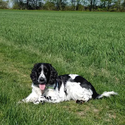 English Springer Spaniel vom Leiningerland, Rheinland-Pfalz