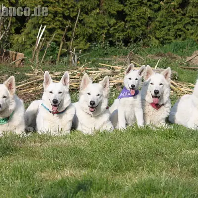 Perro Blanco's Weisse Schäferhund Zucht  cover