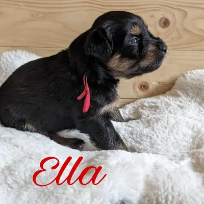 Ella