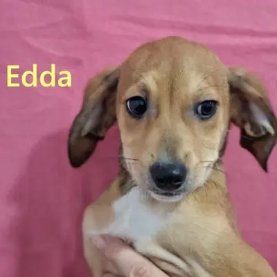 Edda