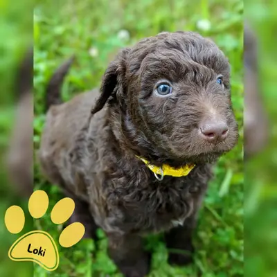 Loki