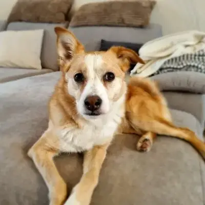 Olli sucht ein neues Zuhause