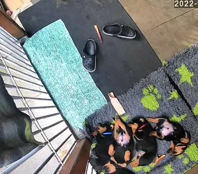 Výchova rotvajlera: Tipy pro výcvik začátečníků i pokročilých