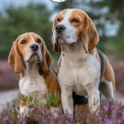 Beagle - Zucht Everydays Pleasure, Niedersachsen