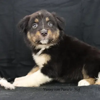 Vanny