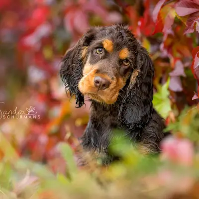 English cocker spaniel – English Cocker Spaniel Züchter, Brandenburg