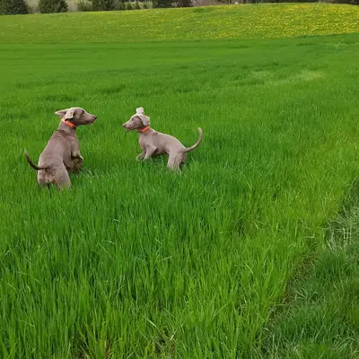 Weimaraner from Spirit of Eywa  cover
