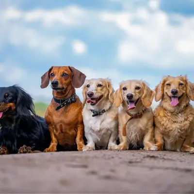 Raza mixta, híbrida y de raza pura: ¡los tres tipos de perros explicados de forma sencilla!